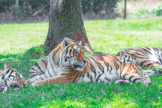 Grupo de tigre deitado na grama