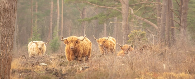 Grupo de touros peludos e vacas andando em uma floresta