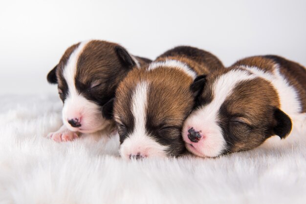 Grupo de três cachorrinhos Pembroke Welsh Corgi, isolados em um cenário branco