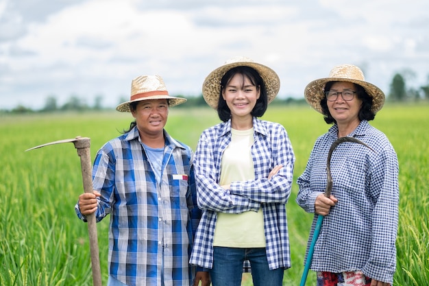 Grupo de três mulheres agricultoras asiáticas em uma fazenda de arroz verde