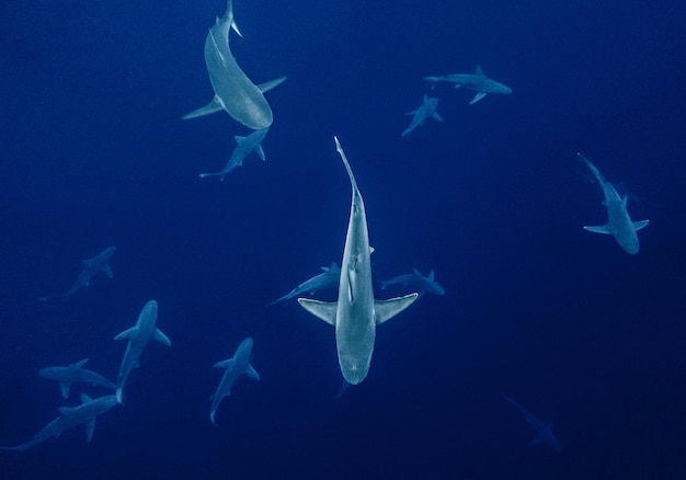 Grupo de tubarões debaixo d'água