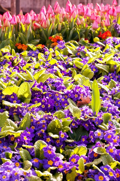 Grupo de tulipas coloridas no jardim primavera.