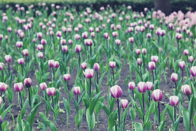 Grupo de tulipas cor de rosa desabrochando no parque, plantação de flores, temporada de primavera