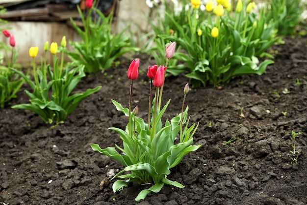 Grupo de tulipas vermelhas na paisagem de primavera do parque