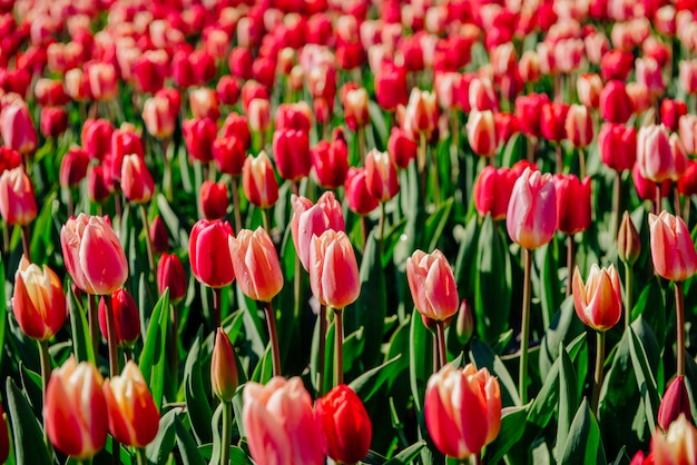 Grupo de tulipas vermelhas no parque