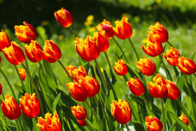 Grupo de tulipas vermelhas terry no parque