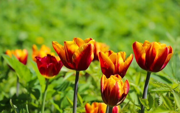Grupo de uma linda tulipa vermelha com foco seletivo floresce na primavera