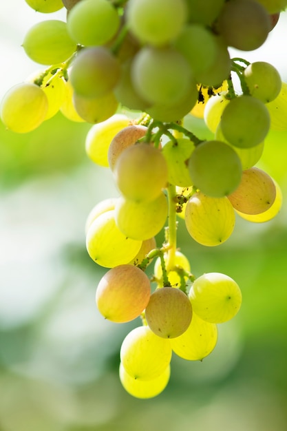 Grupo de uvas verdes na vinha no vinhedo.
