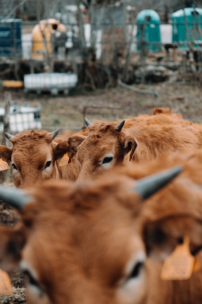 Grupo de vacas closeup