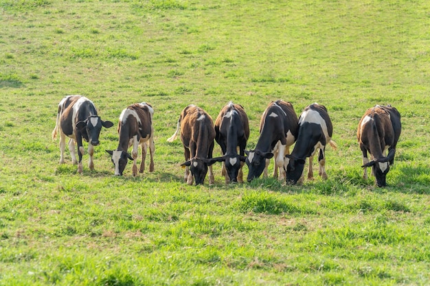 grupo de vacas comendo grama na fazenda.