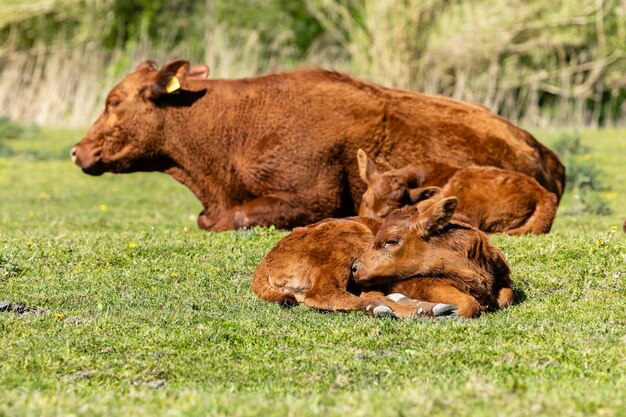 Grupo de vacas e bezerros na quinta Pecuária