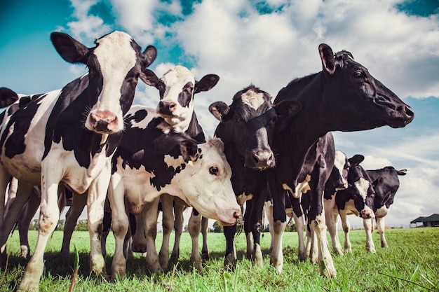 Foto grupo de vacas holandesas no pasto