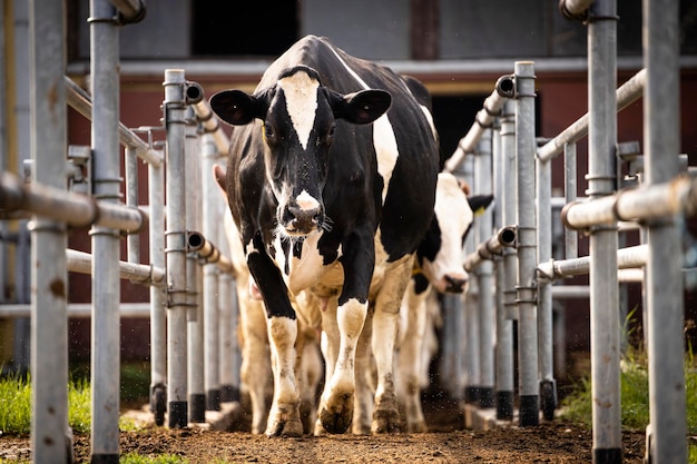 Grupo de vacas movendo-se entre a cerca de metal na fazenda de gado indo ao ar livre para pastagem