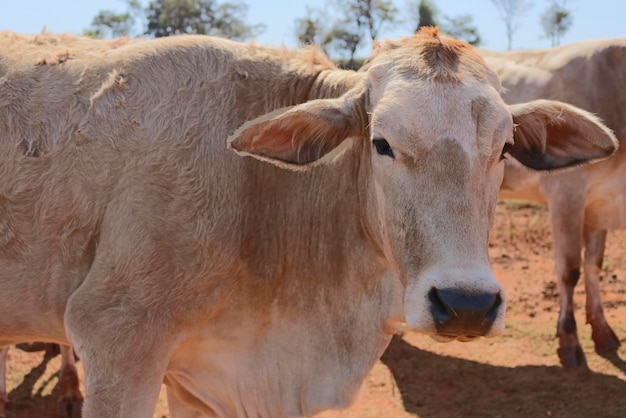 Grupo de vacas na fazenda