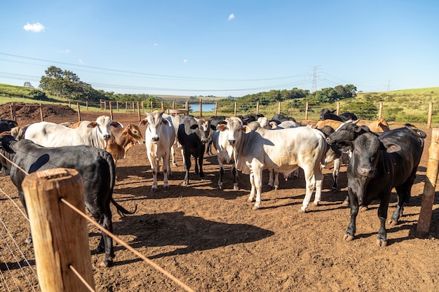 Foto grupo de vacas no estábulo.