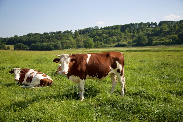 Grupo de vacas pastando