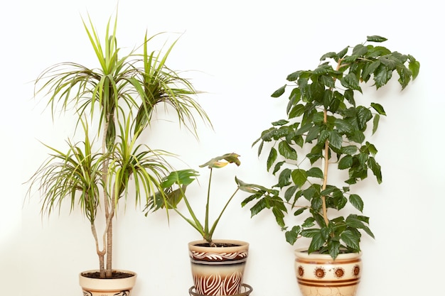 Grupo de vasos de plantas com sombra sobre a parede branca