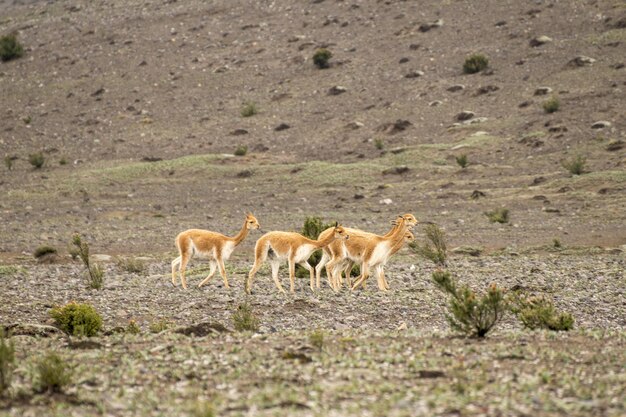 grupo de vicuas caminhando no páramo do vulcão chimborazo