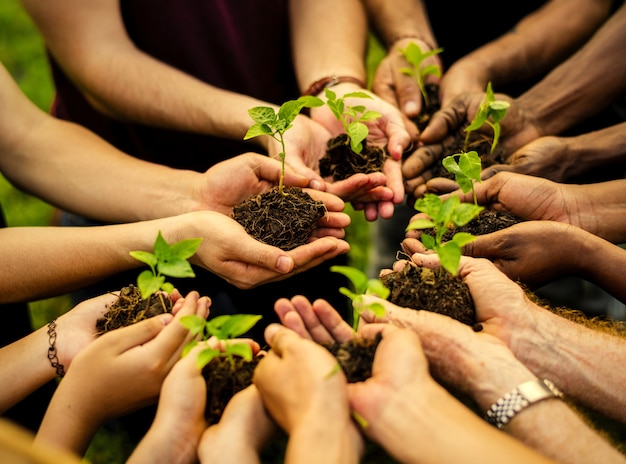 Grupo de voluntários plantando novas árvores