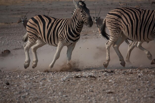 Grupo de zebras a correr