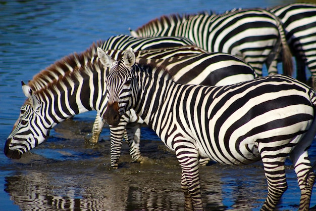 Grupo de zebras em águas rasas