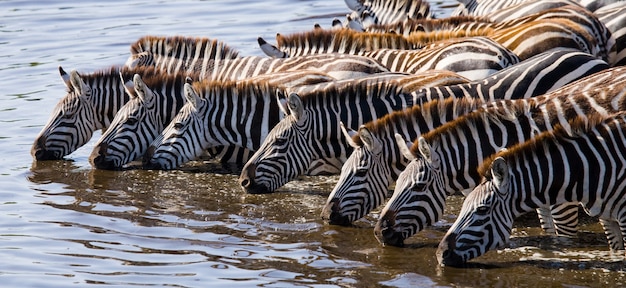 Grupo de zebras está bebendo água do rio. Quênia. Tanzânia. Parque Nacional. Serengeti. Maasai Mara.