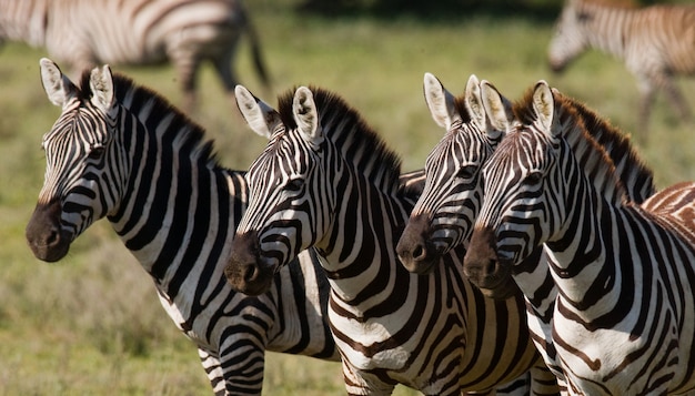 Grupo de zebras na savana. Quênia. Tanzânia. Parque Nacional. Serengeti. Maasai Mara.