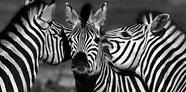 Grupo de Zebras