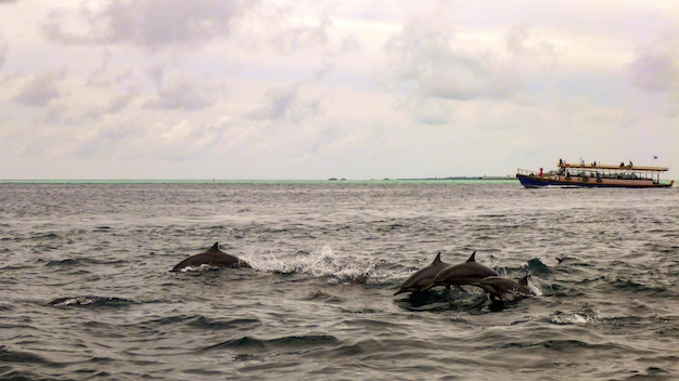 Grupo de delfines en Maldivas.