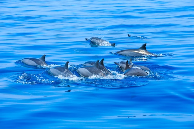 Foto grupo de delfines, nadando en el océano.