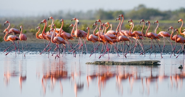 Grupo do flamingo caribenho parado na água com reflexo