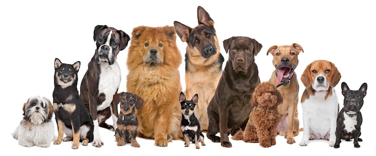 Foto grupo de doce perros