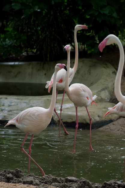 Grupo dos flamingos que está na água. parque nacional da tailândia.