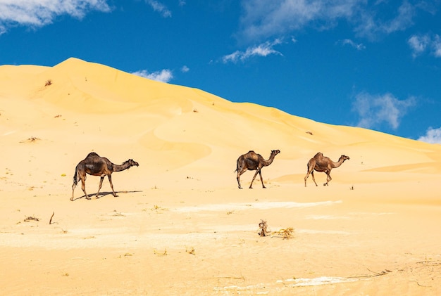 Grupo de dromedarios en el desierto de Omán Rub alChali