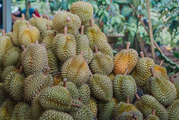 Grupo de durianos