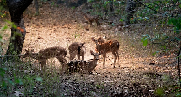 Grupo de eje de venado