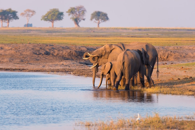 Grupo de elefantes africanos bebiendo agua del río Chobe al atardecer. Wildlife Safari y crucero en barco en el Parque Nacional de Chobe, Namibia, Botswana, África.