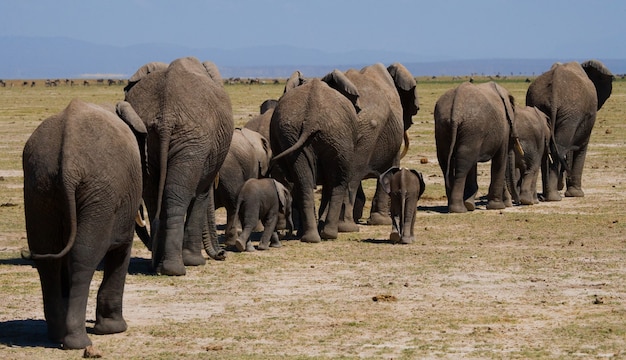 Grupo de elefantes está caminando sobre la sabana.