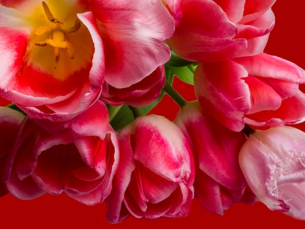 Grupo de elegantes tulipanes de primavera de color rosa Concepto de tarjeta de felicitación de tarjeta de felicitación