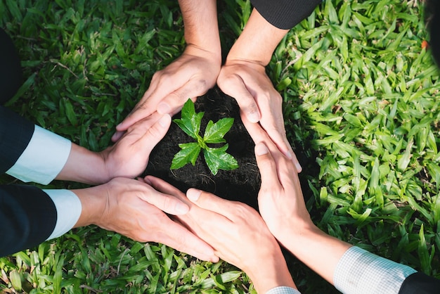 Foto grupo de empresarios cultivan y cuidan la planta juntos