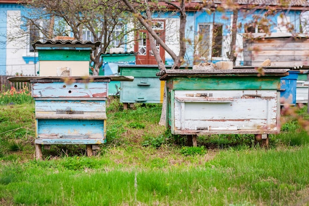 Un grupo de enjambres de abejas en una colmena de madera vieja en un jardín de granja Apiario enjambre protegido