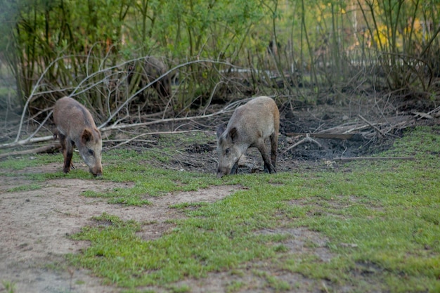 Grupo familiar de cerdos verrugosos pastando comiendo hierba comida juntos