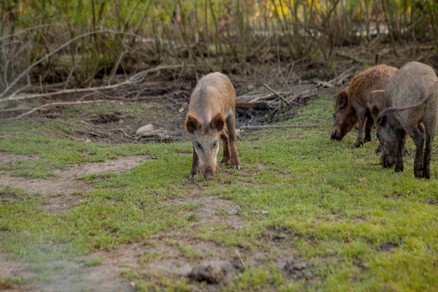 Grupo familiar de cerdos verrugosos pastando comiendo hierba comida juntos