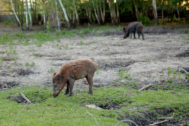 Grupo familiar de cerdos verrugosos pastando comiendo pasto juntos.