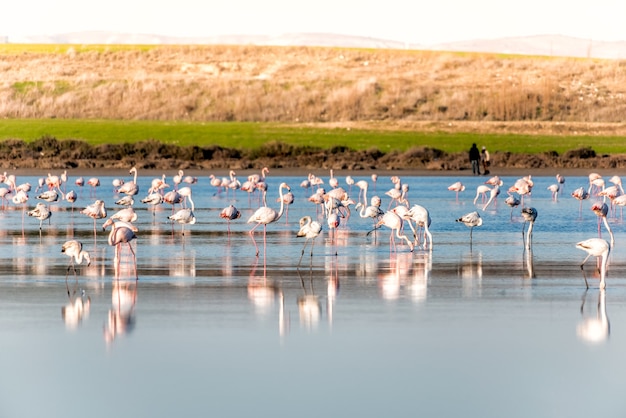 Grupo de flamencos alimentándose en el lago salado de Larnaca, Chipre