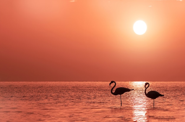 Un grupo de flamencos se encuentra en una laguna contra la puesta de sol dorada y el gran sol brillante