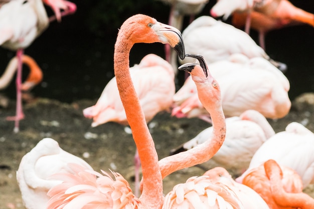 Un grupo de flamencos mayores vadeando en el agua