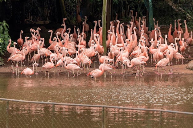 Un grupo de flamencos de pie en una tierra.