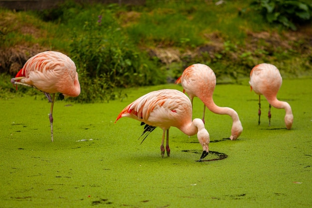 Un grupo de flamencos rosados en un estanque.