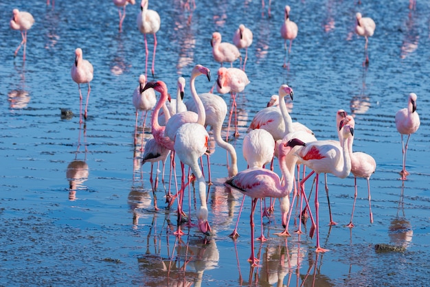 Grupo de flamencos rosados en el mar en Walvis Bay, la costa atlántica de Namibia, África.